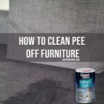 How to Clean Pee off Furniture copy