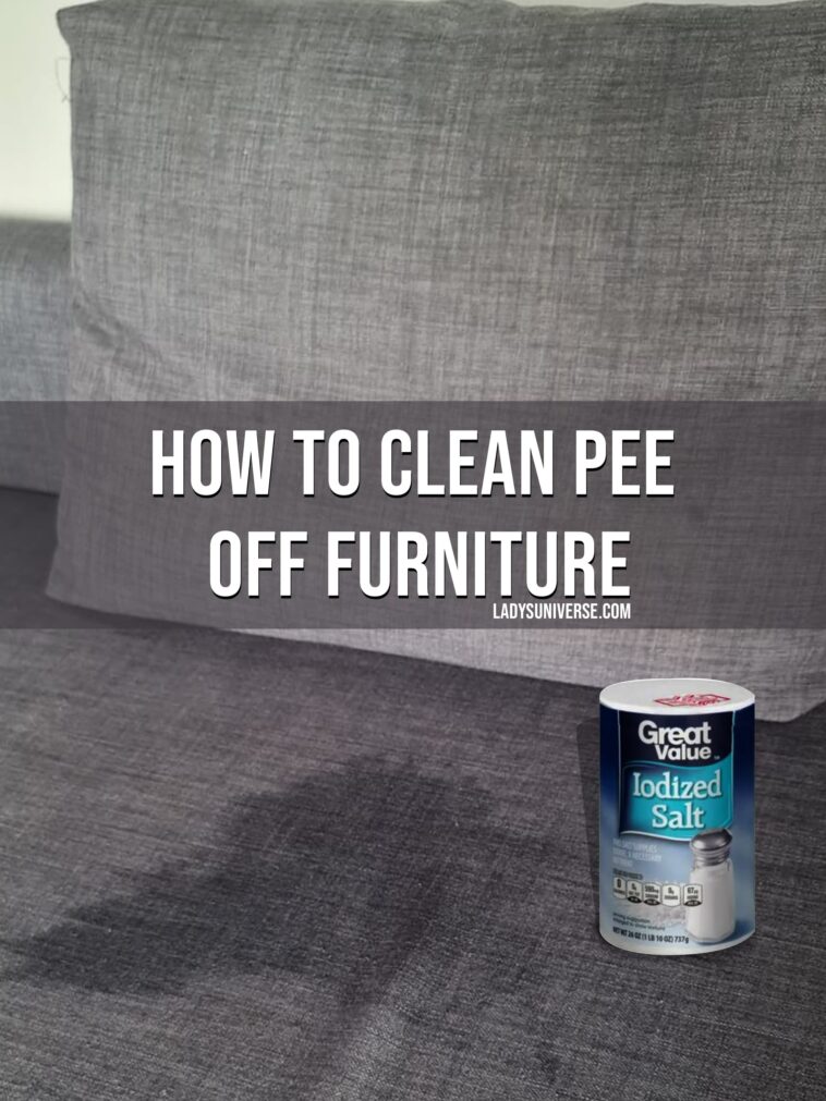 How to Clean Pee off Furniture copy