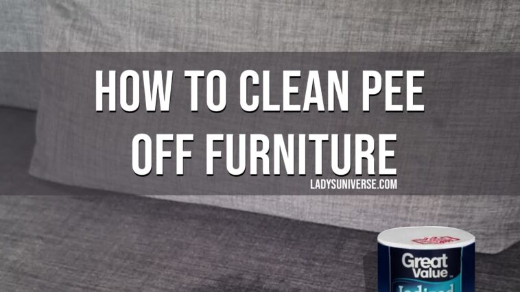How to Clean Pee off Furniture copy