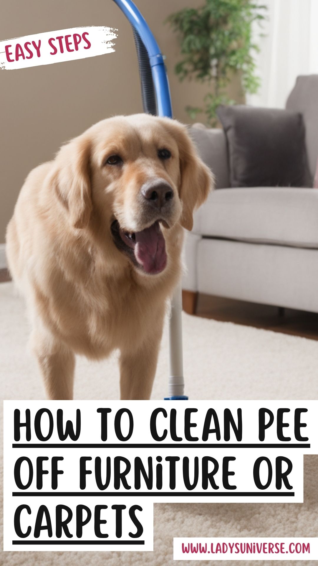 How to Clean Pee Off Furniture or Carpets